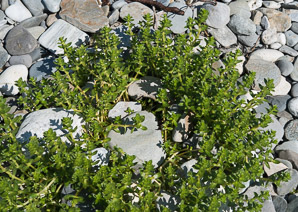 Honckenya peploides (seabeach sandwort, seaside sandplant)