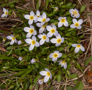 Houstonia caerulea (bluets, quaker ladies, azure bluet, bluet)