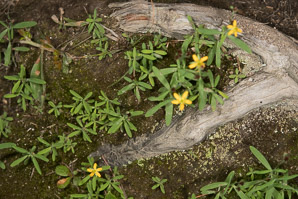 Hypericum mutilum (dwarf St. John’s-wort, dwarf St. Johnswort)