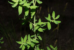 Hypericum perforatum (St. John’s wort, common St. John’s wort, common St. Johnswort)