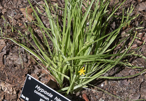 Hypoxis hirsuta (star grass, common goldstar)