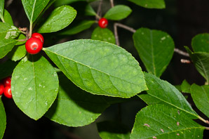 Ilex verticillata (winterberry, common winterberry)