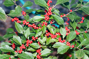Ilex verticillata (winterberry ‘Red Sprite’, winterberry, American winterberry)