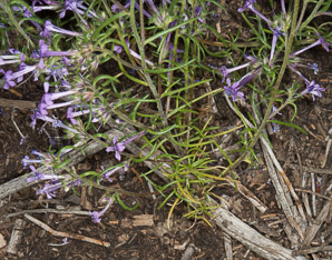Ipomopsis thurberi (El Paso skyrocket)