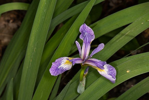 Iris versicolor (blue flag, harlequin blueflag, large blue flag, northern blue iris)