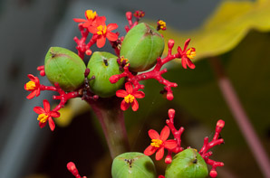 Jatropha podagrica (gout plant, gout stick, Buddha belly, Guatemala rhubarb, tartogo, goutystalk nettlespurge)