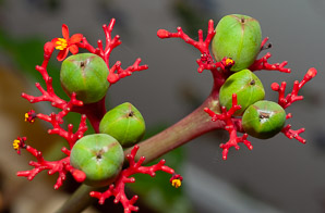 Jatropha podagrica (gout plant, gout stick, Buddha belly, Guatemala rhubarb, tartogo, goutystalk nettlespurge)