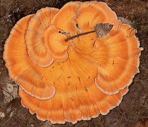 Laetiporus sulphureus (sulphur shelf, chicken of the woods, chicken mushroom, chicken fungus)