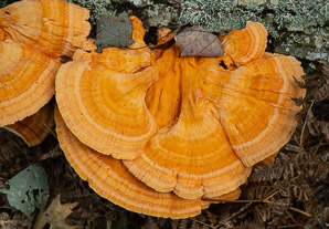 Laetiporus sulphureus (sulphur shelf, chicken of the woods, chicken mushroom, chicken fungus)