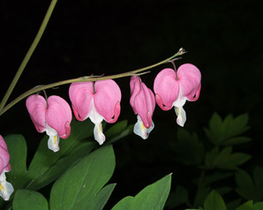 Lamprocapnos spectabilis (bleeding hearts, lyre flower, lady-in-a-bath, bleeding heart)