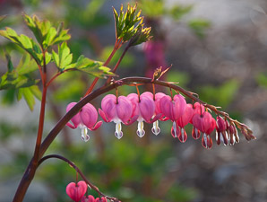 Lamprocapnos spectabilis (bleeding hearts, lyre flower, lady-in-a-bath, bleeding heart)