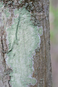Lecanora thysanophora (mapledust lichen)