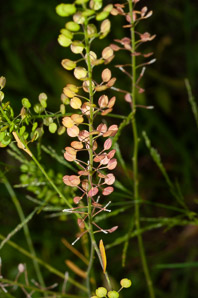 Lepidium virginicum (peppergrass, Virginia pepperweed)