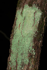 Lepraria lobificans (fluffy dust lichen, dust lichen)