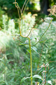 Lilium canadense (Canada lily, meadow lily)