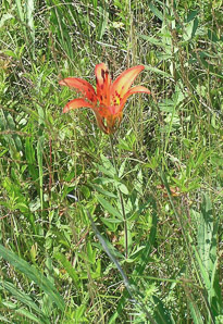 Lilium philadelphicum (wood lily, prairie lily)