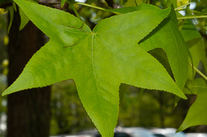 Liquidambar styraciflua (American sweetgum, redgum, sweetgum, starleaf-gum)