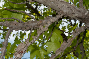 Liquidambar styraciflua (American sweetgum, redgum, sweetgum, starleaf-gum)