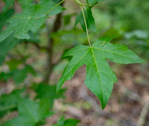 Liquidambar styraciflua (American sweetgum, redgum, sweetgum, starleaf-gum)