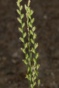 Lolium perenne (perennial ryegrass, English ryegrass, winter ryegrass, ray grass)
