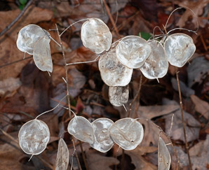 Lunaria annua (annual honesty, money plant, silver dollars)