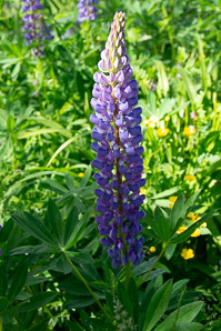 Lupinus L. (lupines, lupine)