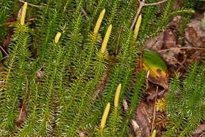 Lycopodium annotinum (bristly clubmoss, interrupted clubmoss, stiff clubmoss)