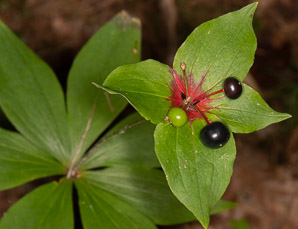 Medeola virginiana (Indian cucumber-root, Indian cucumber)