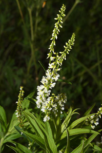 Melilotus officinalis (white sweet clover, yellow sweet clover, sweet clover, sweetclover)
