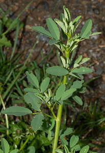 Melilotus officinalis (white sweet clover, yellow sweet clover, sweet clover, sweetclover)