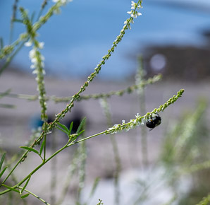 Melilotus officinalis (white sweet clover, yellow sweet clover, sweet clover, sweetclover)