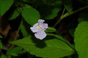 Mimulus ringens (square-stemmed monkeyflower, Allegheny monkeyflower)