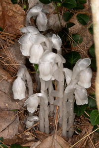 Monotropa uniflora (Indian pipes, ghost plant, corpse plant, Indian pipe, Indianpipe)