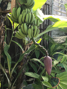 Musa sp. (banana tree, banana)