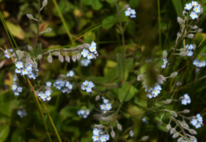 Myosotis arvensis (field forget-me-not)