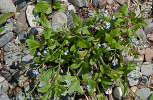 Myosotis scorpioides (forget-me-not, true forget-me-not)