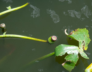 Nuphar lutea (spatterdock, yellow pond-lily)