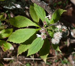 Oclemena acuminata (whorled wood aster, mountain aster, sharp-leaved aster)