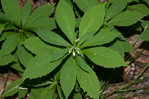 Oclemena acuminata (whorled wood aster, mountain aster, sharp-leaved aster)