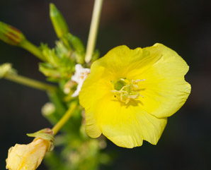 Oenothera biennis (common evening primrose)