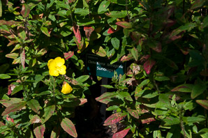 Oenothera fruticosa (sundrops, narrowleaf evening primrose)