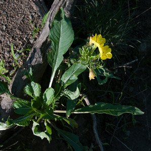 Oenothera parviflora (small-flowered evening-primrose, northern evening primrose)