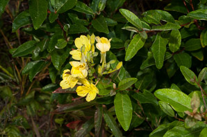 Oenothera pilosella (prairie sundrops, meadow evening primrose)