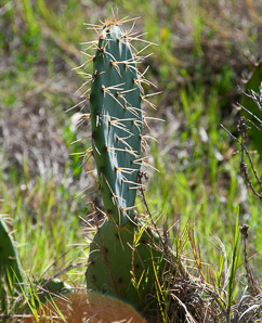 Opuntia engelmannii (Engelmann prickly pear, cactus apple)