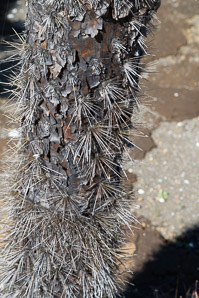 Opuntia galapageia (Galápagos prickly pear, tree prickly pear)