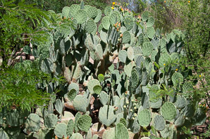 Opuntia laevis (spineless prickly pear, tulip prickly pear, tulip pricklypear)