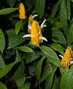 Pachystachys lutea (golden shrimp plant, lollipop plant, lollipop-plant)