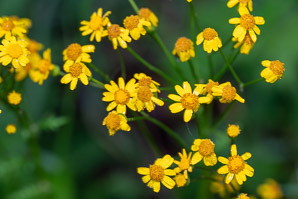 Packera aurea (butterweed, golden groundsel, golden ragwort)