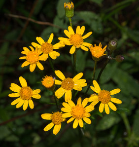 Packera paupercula (northern meadow groundsel, balsam groundsel)