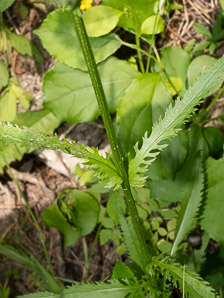 Packera schweinitziana (New England groundsel, Schweinitz’s ragwort)